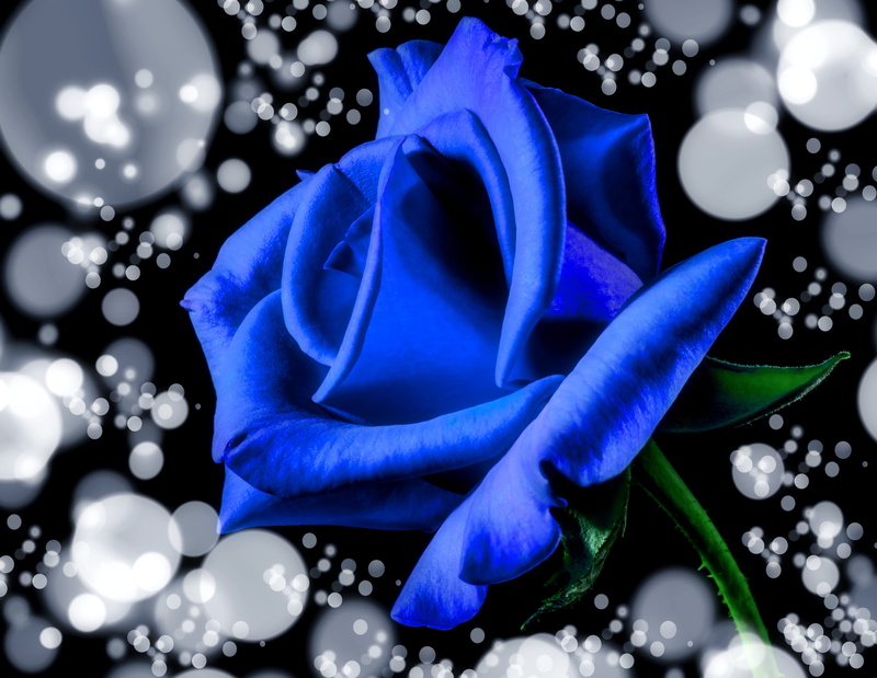 no people, beauty in nature, natural, flowering plant, romance, blue, close-up, vulnerability, indoors, purple, rose bloom, inflorescence, decoration, rose