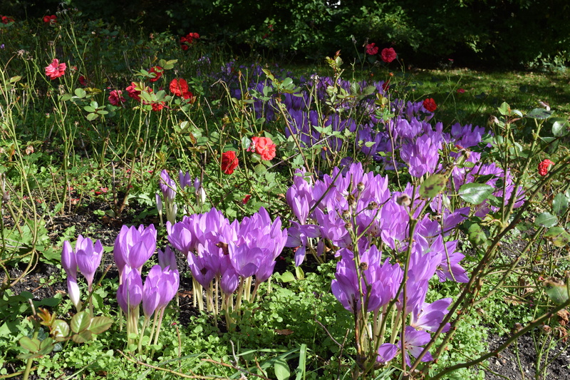 Purple, inflorescence, 5K, colchicum autumnale, vulnerability, bloom, day, petal, herbstzeitlose, crocus, field, outdoors, flowerbed, freshness, flower head
