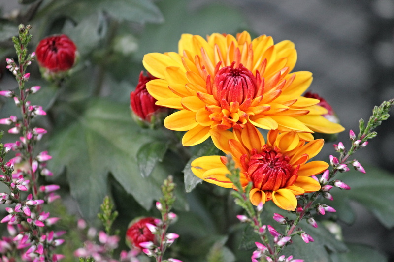 pink color, chrysanthemum, floral decorations, springtime, flora, fragility, herbstdeko, bloom, time of year, decorative, outdoors, red, orange, late summer