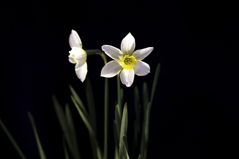 narcissus, close, no people, vulnerability, outdoors, white, flowering plant, opening, pollen, photography, black background, fragility, inflorescence