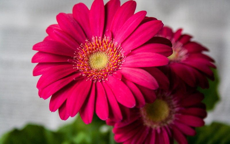 flora, macro photo, sun flower, pink, Gerbera, bloom, petal, inflorescence, nature, pink flower, white, red, growth, summer, font, garden, flower, wild flower