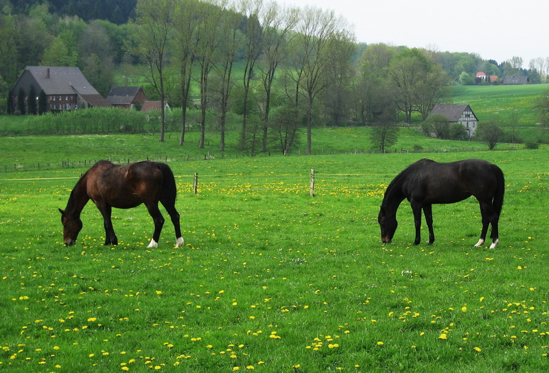 spring meadow, tree, Horses, Horse Pasture, plant, green color, bauer idyll, grass, may, green, creature, horse, domestic, no people, atmospheric, dandelion