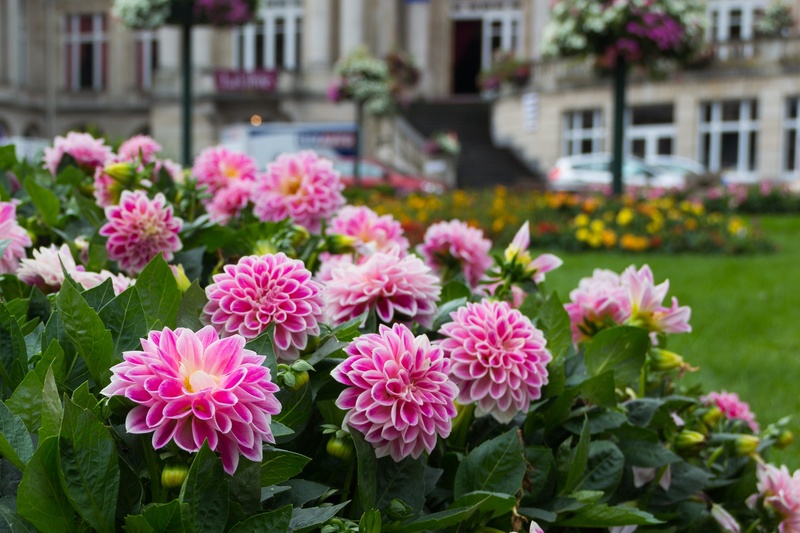 fragility, focus on foreground, beauty in nature, day, plant, summer, plant part, dahlia field, freshness, flora, gardening, close-up, garden, flowers