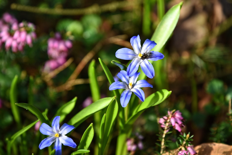spring time, beauty in nature, flower, growth, flowers, insect, nature, no people, macro, forbes glory-of-the-snow, fragility, blooming, purple, vulnerability