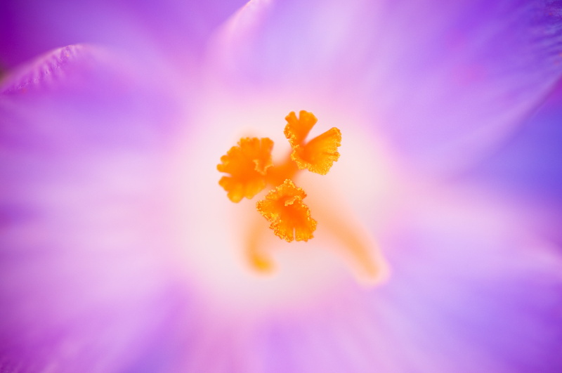 fresh, pollen, harmony, Crocus, glow, spring, color, delicate, flower, botanical, flower Head, blue, perfume, pistil, grow, pink Color, 4K, orange, natural