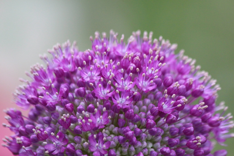 close-up, beauty in nature, botanical garden, lilac, freshness, fragility, nature, summer, no people, growth, flower, day, vulnerability, bloom, Onion