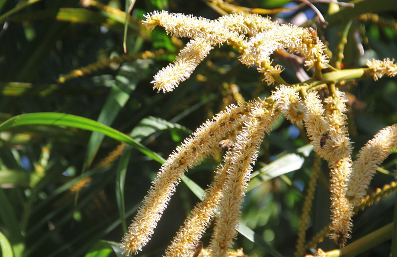 bee friend, bloom, outdoors, bee-friendly, day, freshness, botany, palm blossom, coconut tree, flower head, coconut flowers, close-up, botanical, inflorescence
