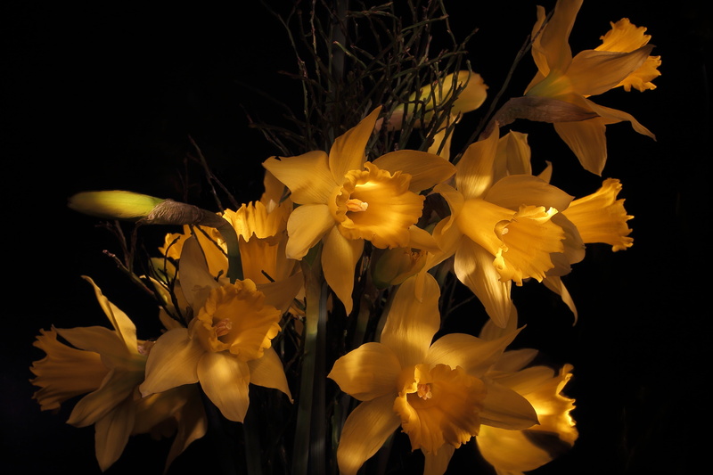 garden, narcissus, plant, inflorescence, studio shot, blooming, lowkey, night, flower head, flora, nature, blossom, narcissus pseudonarcissus, bloom, fragility