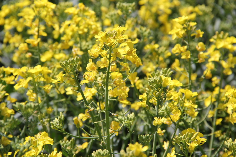 crop, beauty in nature, field of rapeseeds, nature, flowering plant, growth, fragility, field, rural scene, 5K, close, raw material for canola oil, agriculture