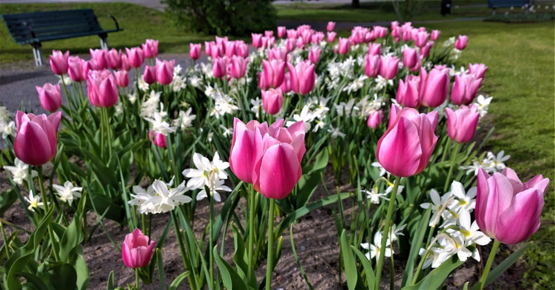 discount, colorful, day, outdoors, ornamental garden, flower arrangement, grass, flower head, vulnerability, discounts, garden, park, 5K, spring, pink