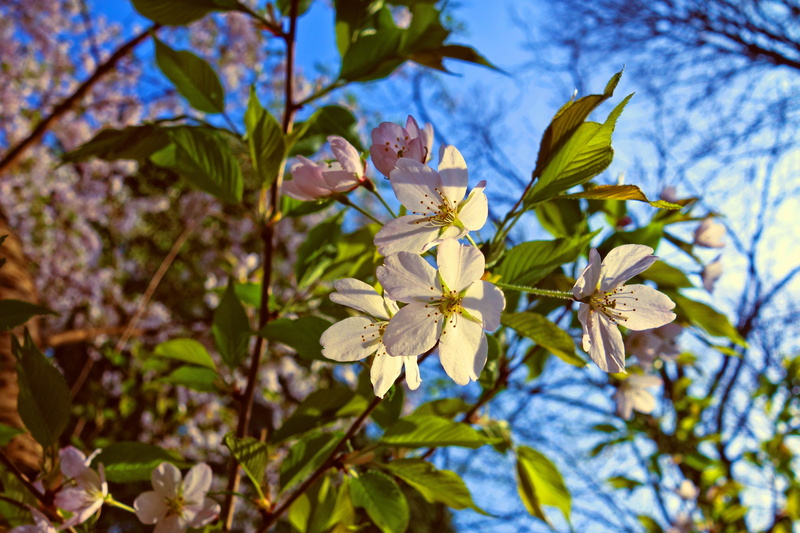 no people, close-up, beauty in nature, flowers, leaf, fragility, garden, freshness, spring bloom, springtime, sakura, low angle view, outdoors, 5K, flower head