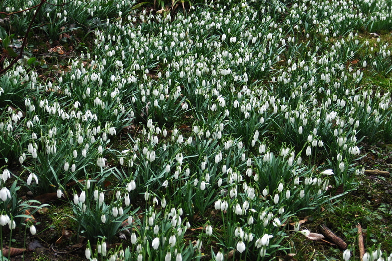 signs of spring, time of year, nature, toxic, plant part, flowerbed, tranquility, 2K, sea of snowdrops, sunlight, green color, garden, vulnerability, flower