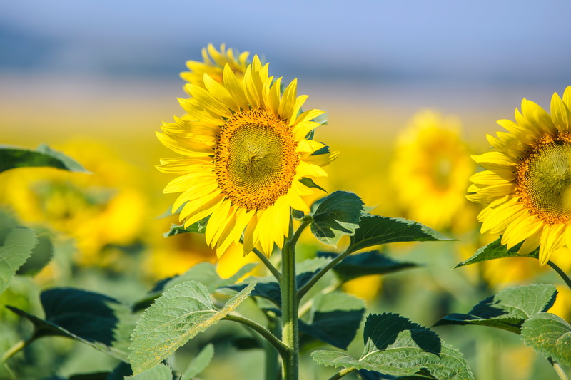the sun, hungary, freshness, culture, summer, outdoors, agriculture, land, landscape, inflorescence, sepal, blue, nature, flora, springtime, flower, farm