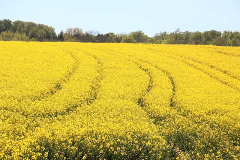 rural scene, tranquil scene, flowering plant, land, may, agricultural crop, beauty in nature, crop, farm, tranquility, outdoors, petal, sky, flower, nature