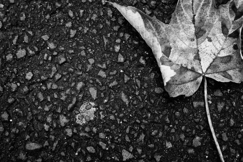detail, hobby, close-up, distance, day, rain, outdoors, footpath, 5K, macro, leaves, ecology, close up, nature, path, plant, city, travel, no people, environment