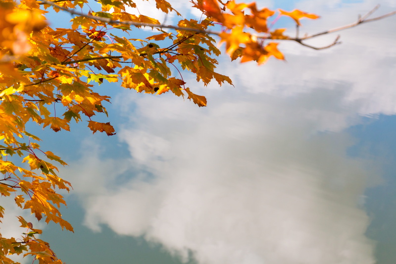 mirroring, leaves, off the beaten track, scenics - nature, fall leaves, autumn leaf, maple leaf, for text, autumn collection, sky, rest, water, cloud, space