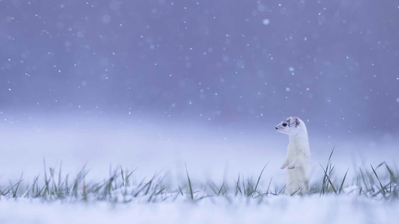 winter, ermine, France, 1080P, Jura