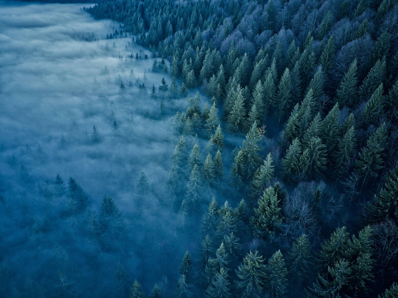 trees, Jura Mountains, The Jura Mountains, fog, forest, 1080P, Mont dOr, France