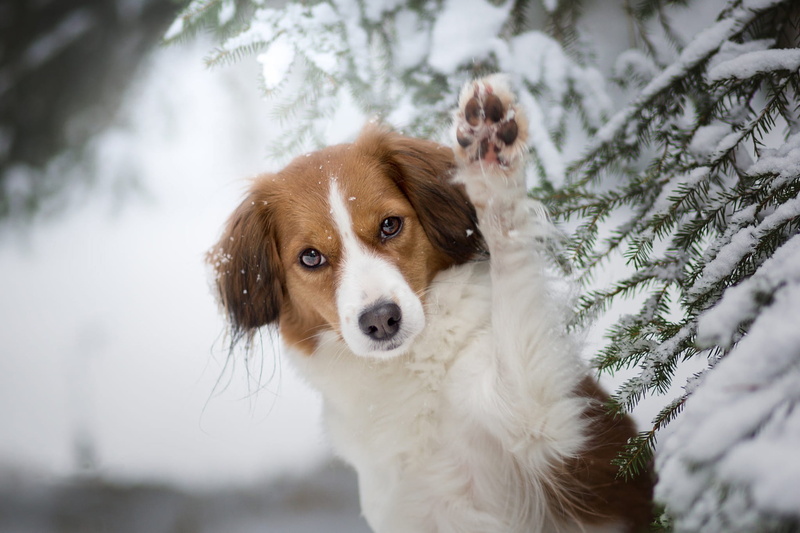pose, forest, portrait, kooikerhondje, spruce, needles, paw, 1080P, light background, nature, winter, look, red, dog, face, snowfall, snow, branches