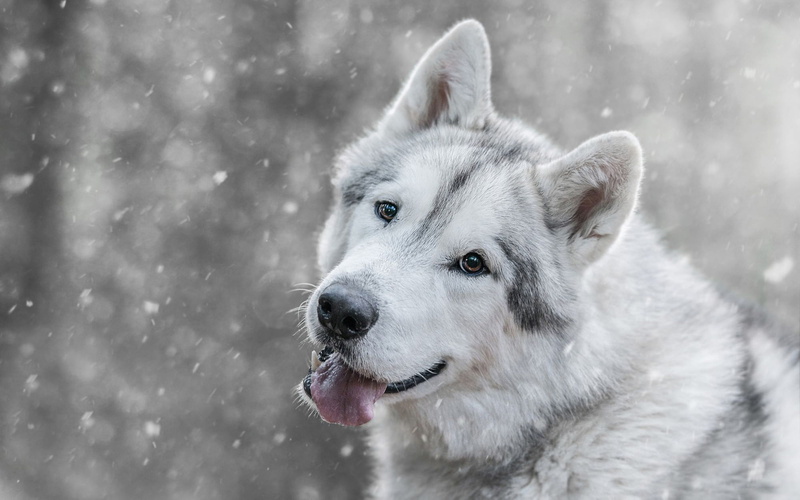 1080P, face, mouth, winter, language, snow, dog, grey, bokeh, snowfall, wolf, look, breed, light background