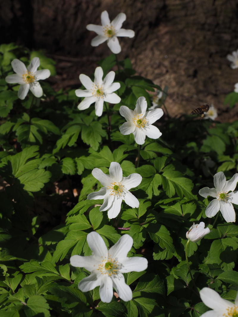 waldgloeckli, forest plant, rocket flower, freshness, cat flower, gugguche, white forest violas, flower, flowering plant, hazel flower, and zitlosa, white wood flower