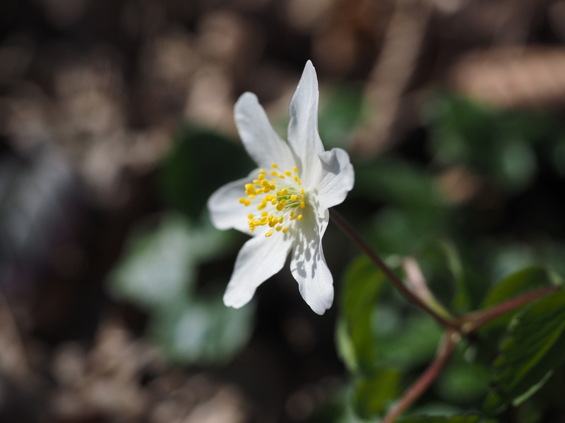 gockeler, cheesy flower, plant, waldheelin, forest chicken, weissaeugel, cat flower, geisseblueemli, beautiful, flower Head, ranunculaceae, geranium flower