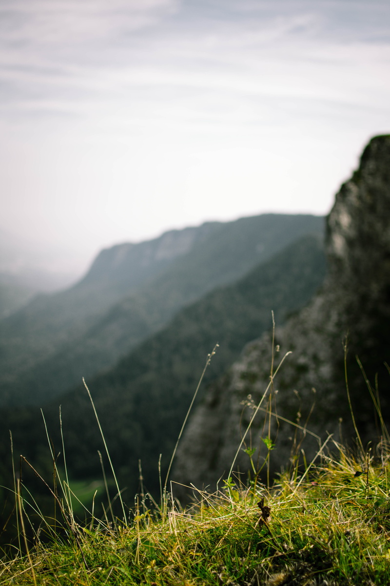 beauty in nature, creux du van, focus on foreground, switzerland, no people, green, 5K, nature, flora, outdoors, tree, non-urban scene, mountain, plant