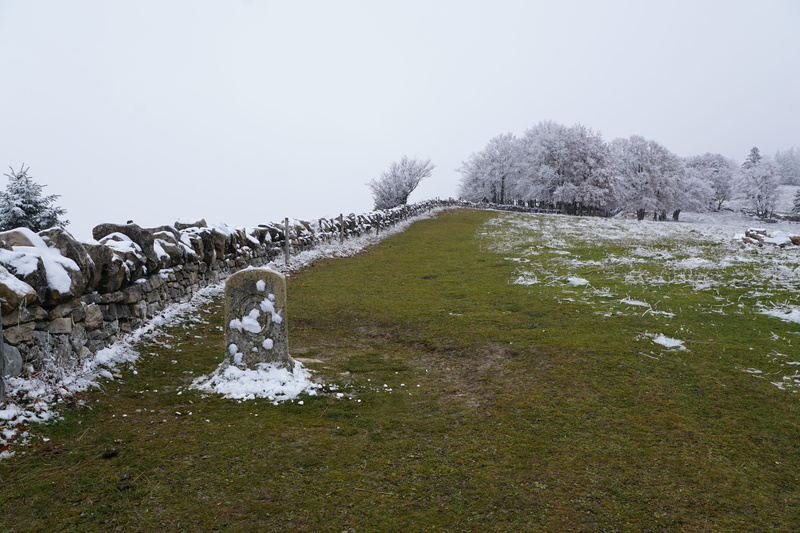 snow, plant, 5K, day, scenics - nature, no people, Mountains, tree, animal, landscape, Winter, cold temperature, jura, animal themes, switzerland, nature