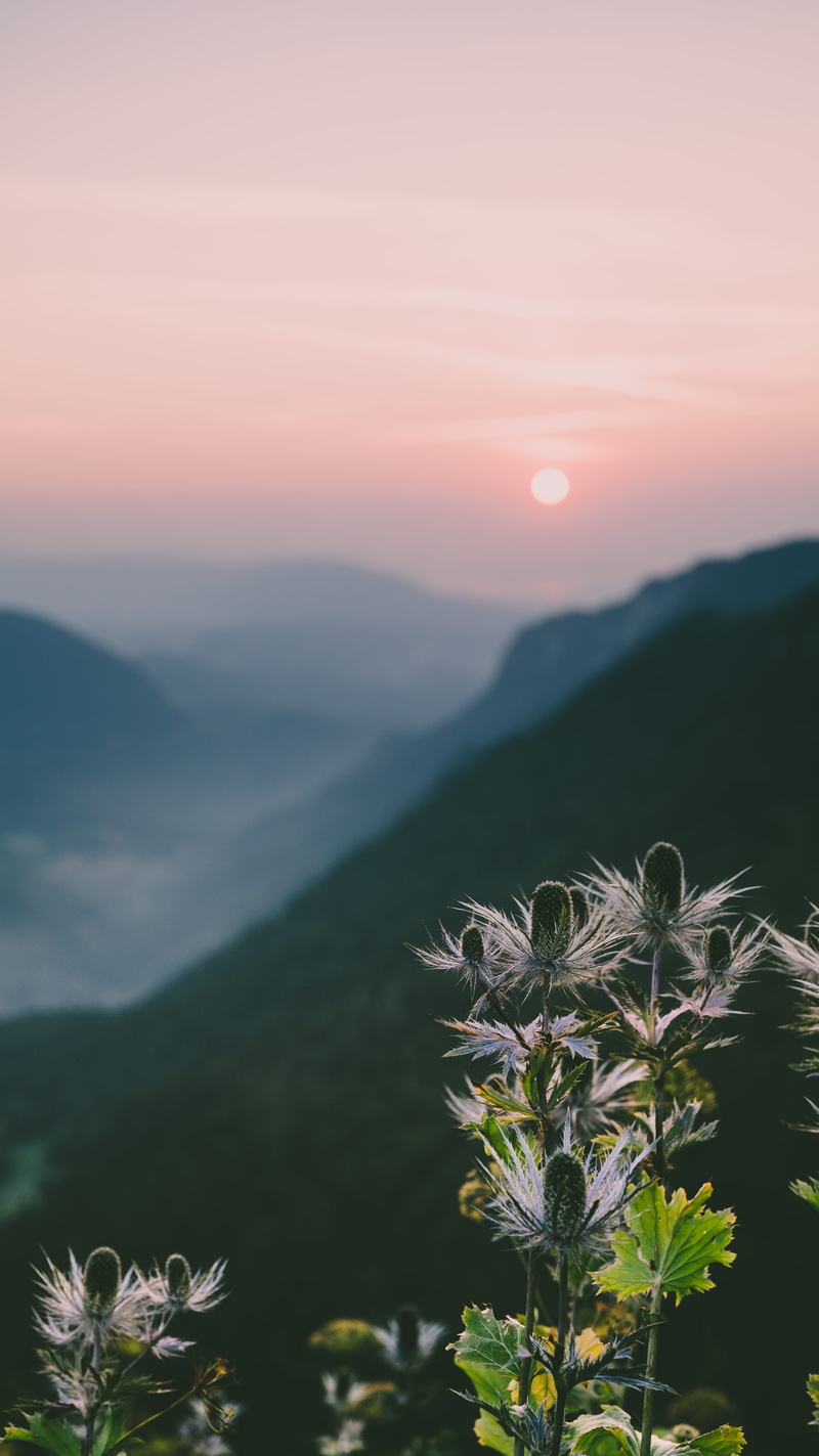 tranquility, 4K, idyllic, freshness, no people, blossom, vegetation, vase, nature, thistle, plant, weed, mountain range, outdoors, growth, vulnerability