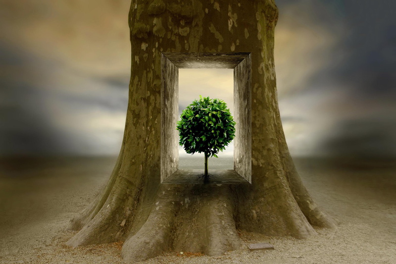tree, inner peace, inner world, 1080P, Ben Goossens