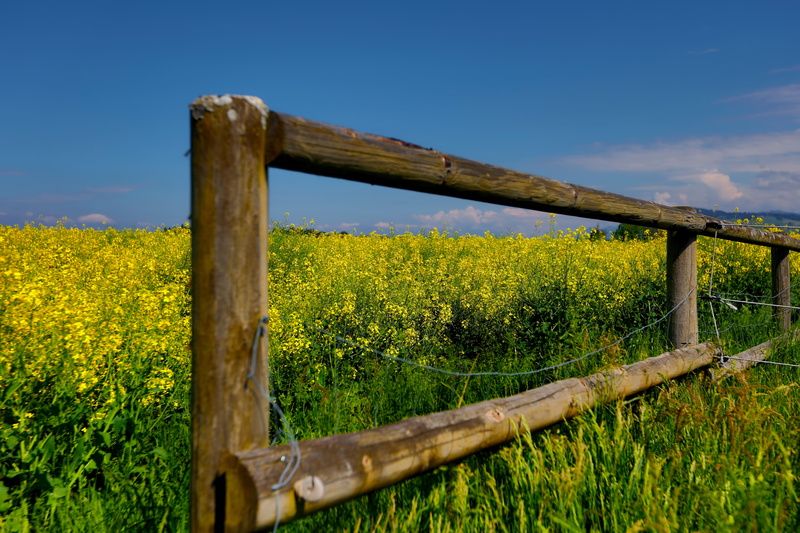 tranquil scene, wood - material, nature, perspective, flower, field, no people, outdoors, sky, wood, barrier, plant, frame, day, rusty, fence, agriculture