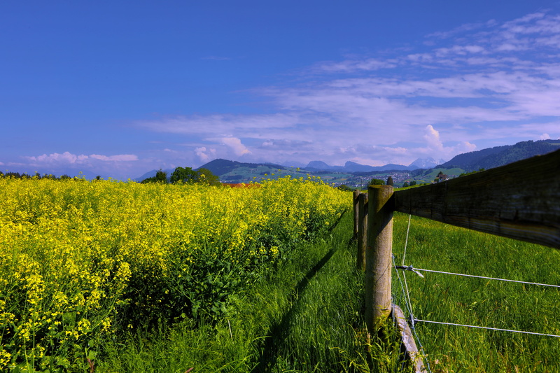 town, alps, land, tranquility, no people, hirzel, field, beauty in nature, spring, switzerland, agriculture, plant, environment, fence, perspective, scenics - nature