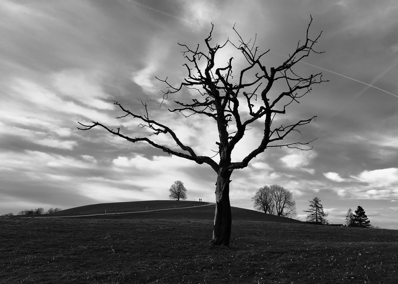 zürich, environment, branch, 4K, plant, silhouette, switzerland, bare tree, landscape, field, outdoors, land, dead plant, no people, cloud - sky, sky