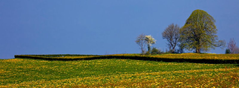 fence, beauty in nature, tranquility, 5K, tranquil scene, hirzel, spring, scenics - nature, environment, switzerland, flowres, growth, green color, sky