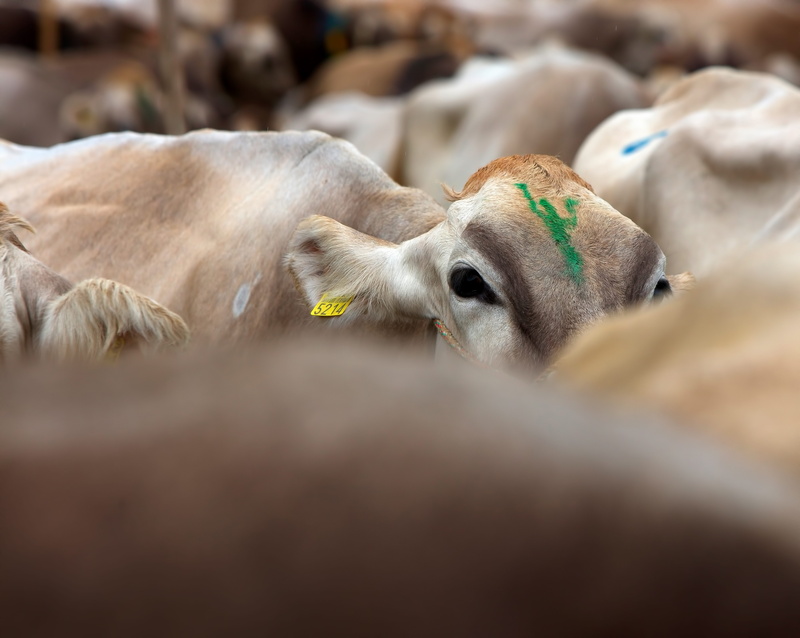 young animal, nature, animal body part, color, small, animal themes, market, animal head, no people, mammal, sign, animal wildlife, switzerland, livestock