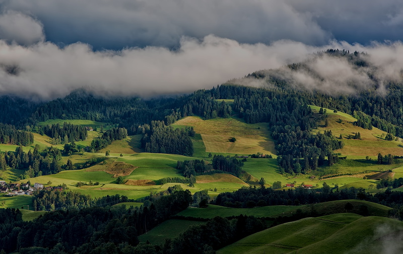 scenery, no people, forest, scenics - nature, environment, yew, rolling landscape, countryside, tranquility, rainforest, flora, landscape, outdoors, nature