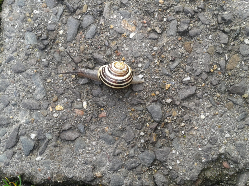 Sneak, steinweg, no people, high angle view, spiral, animal themes, 2K, Shell, day, nature, slowly, mollusk, Snail, Mucus, animal shell, land, time, gastropod