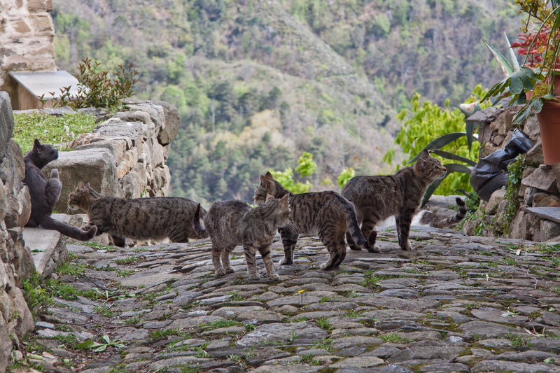 no people, solid, mountain, animal, day, tabby, livestock, architecture, baby cats, vertebrate, outdoors, nature, rock - object, cat, animal wildlife, wait