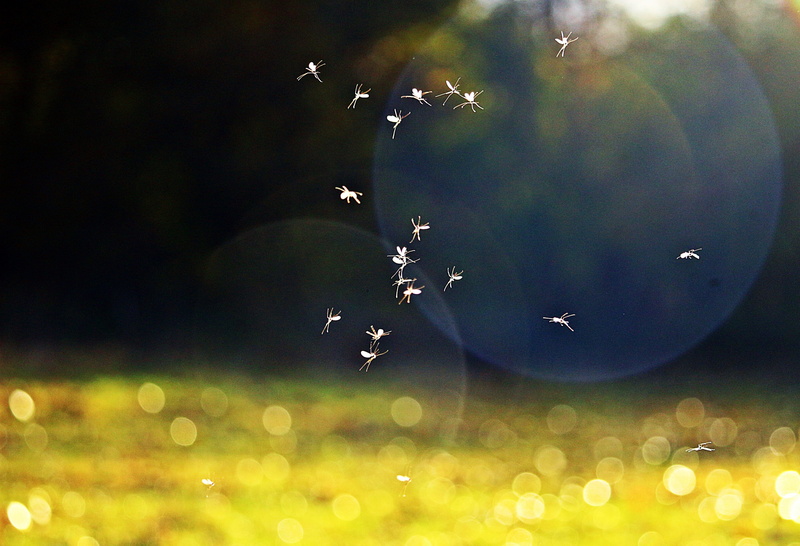 plant, Late Summer, bokeh, Fly, animals in the wild, no people, summer, mosquito swarm, animal, 4K, selective focus, animal themes, beauty in nature, night