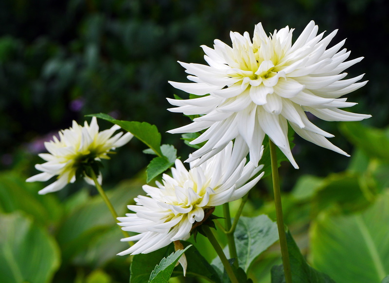 bloom, beauty in nature, freshness, late summer, fragility, lush, close-up, yellow, plant, summer, flower, outdoors, park, vulnerability, white color, dahlia