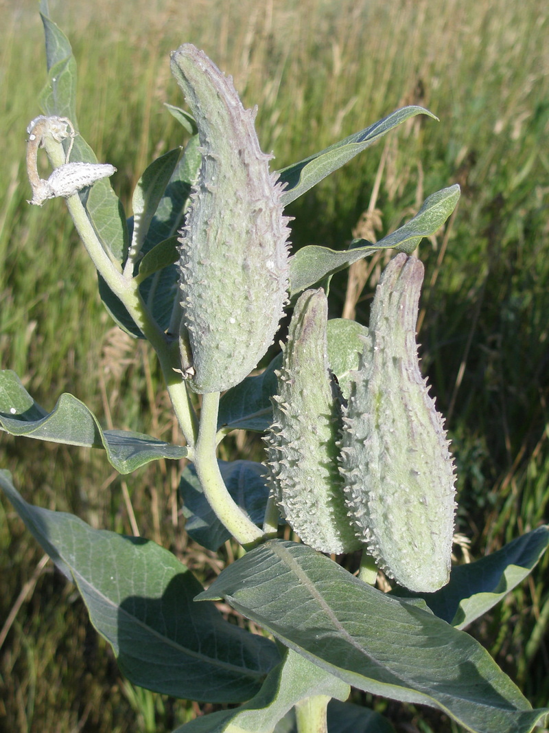 green, plant part, leaf, leaves, weed, drop, growth, outdoors, milkweed pod, land, field, pods, flowering plant, tranquility, beauty in nature, 1080P