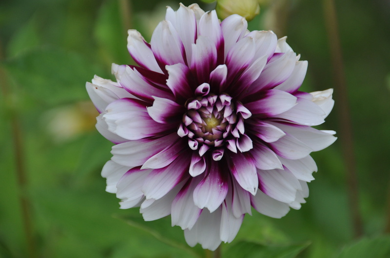vulnerability, close-up, white, violet, fragility, freshness, focus on foreground, botany, dahlia garden, late summer, blossom, pink Color, Dahlia, nature