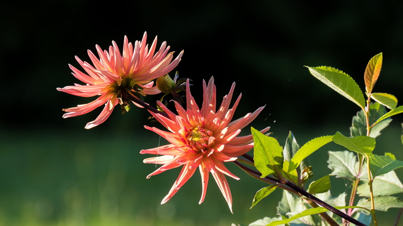 leaf, fragility, close-up, red, petal, pollen, sea, garden, pink, outdoors, day, flowering plant, focus on foreground, ornamental garden, botany, growth