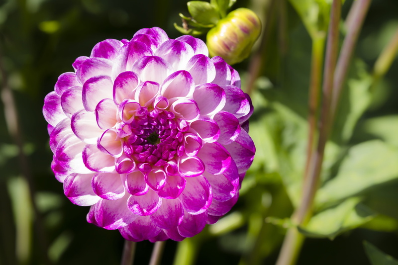 dahlia flower, pink color, dahlia, late summer, softness, freshness, bloom, purple, fragility, flower, white, petal, mainau, ball, growth, nature, 4K