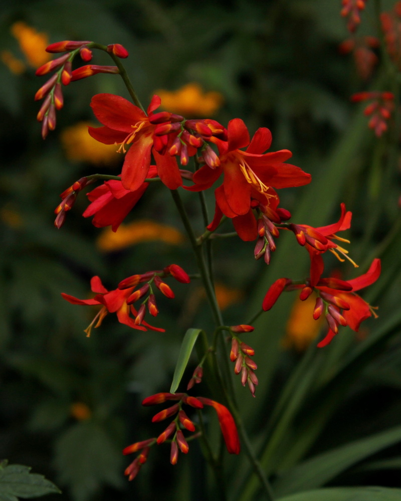 late summer, fragility, montbretia, no people, nature, close-up, flower head, crocosmia carmen brilliant, flowering plant, leaf, outdoors, plant, flower