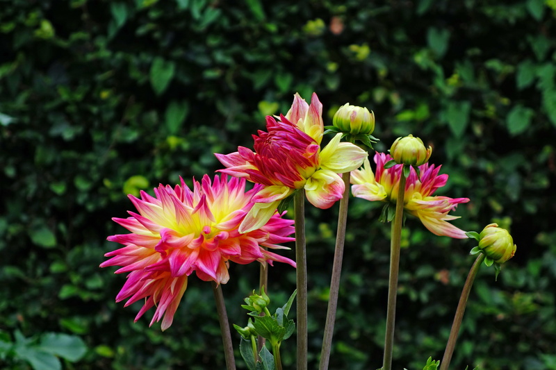 petal, dahlia, close-up, flower, plant, freshness, dahlias, growth, yellow, 5K, fragility, late summer, blossom, dahlias bud, outdoors, bloom, pink color
