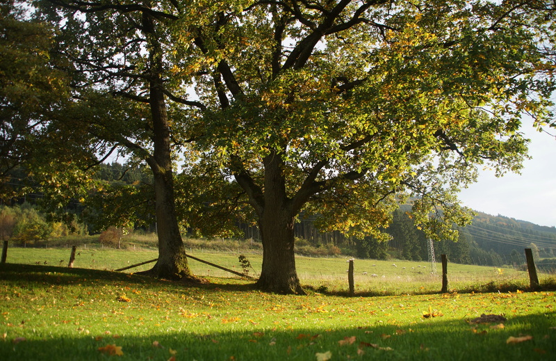 grass, outdoors, land, growth, beauty in nature, tree, barrier, idyllic, green, nature, summer, oak tree, leaves, field, shadow, late summer, day, pasture