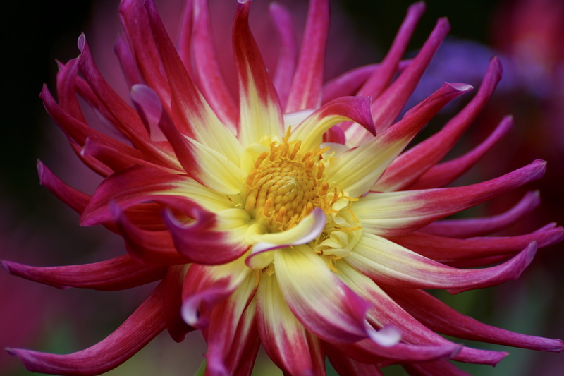 flowering plant, vulnerability, flower head, multicolored, purple, emotion, dahlia, 5K, close, beauty in nature, plant, blossom, color, pollen, fragility