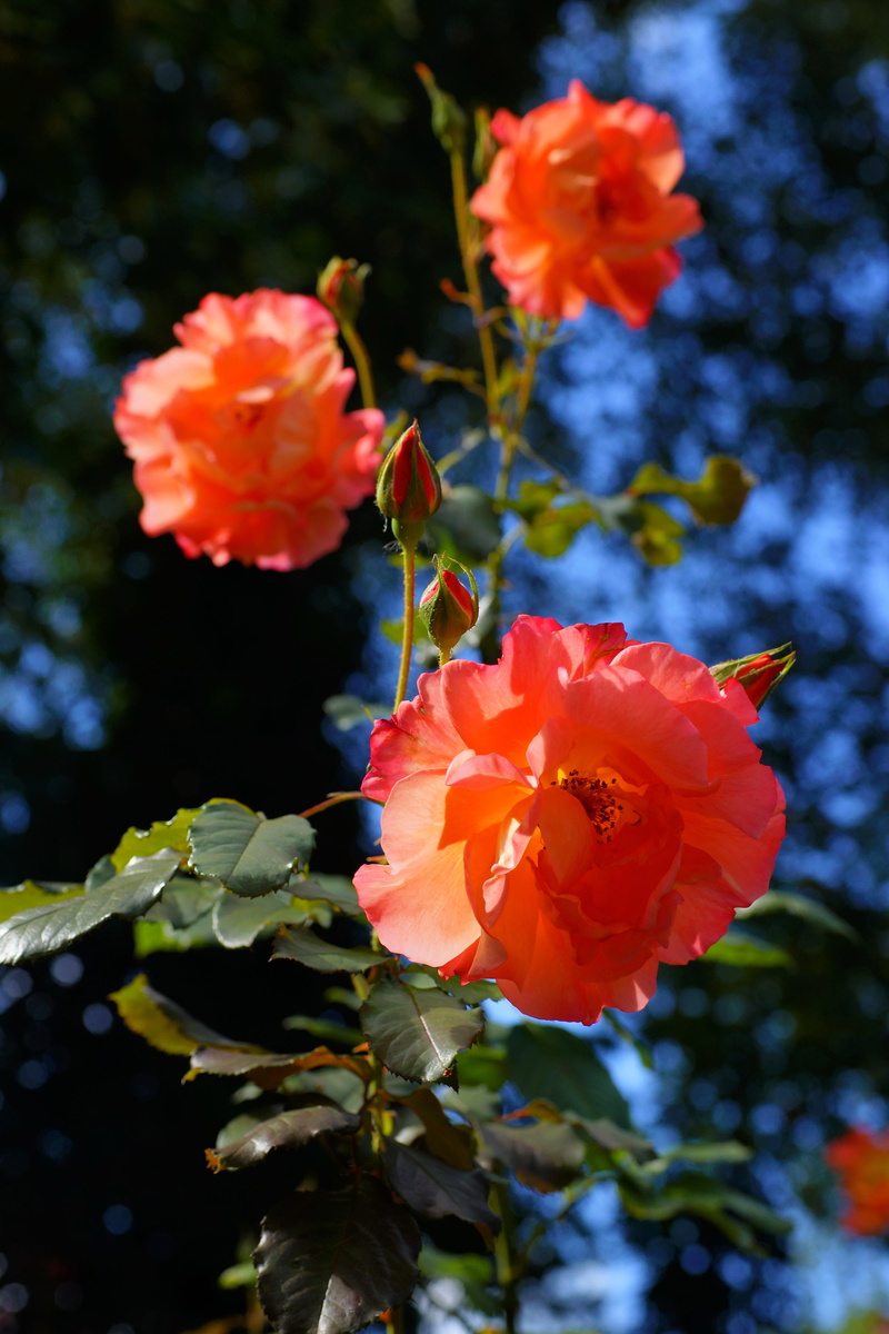 stock rose, day, beauty, sky, late summer, pink, bloom, pollen, botany, noble roses, red, of course, flowering plant, emotion, fragrance, front yard, plant