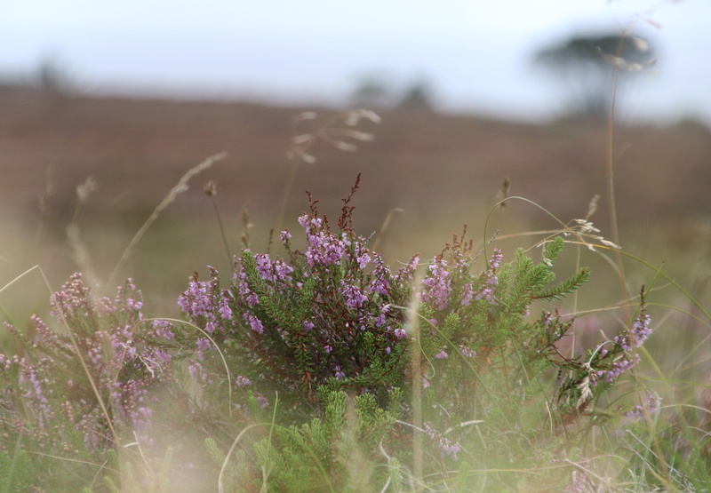 heathland, nature, flowering plant, field, flower, beauty in nature, pink, macro, tranquility, denmark, outdoors, fragility, heather, 4K, bloom, heide